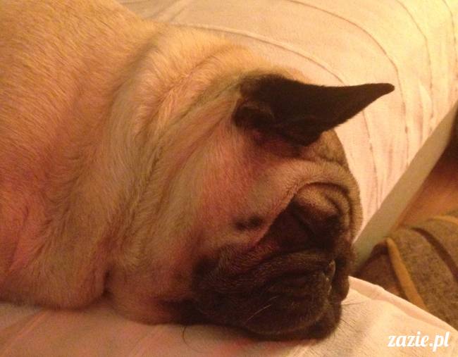 kumok_i_miszur_mopsiki_zazie_26