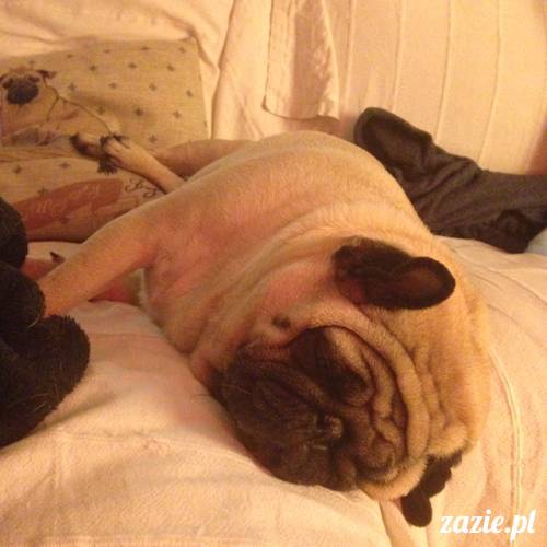 kumok_i_miszur_mopsiki_zazie_27