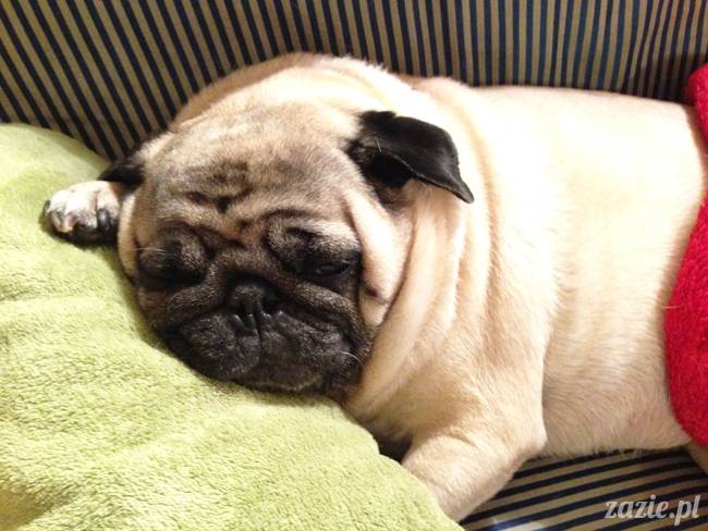 kumok_i_miszur_mopsiki_zazie_28