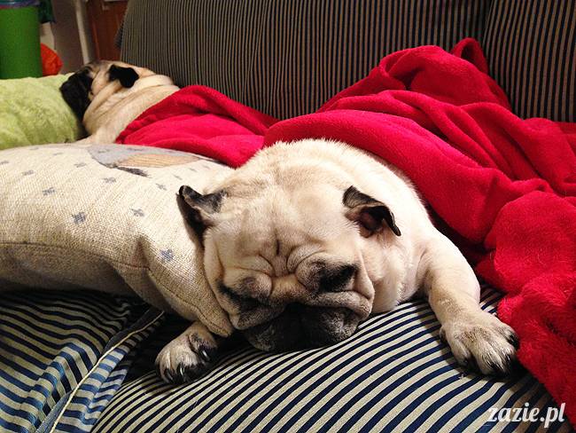 kumok_i_miszur_mopsiki_zazie_29