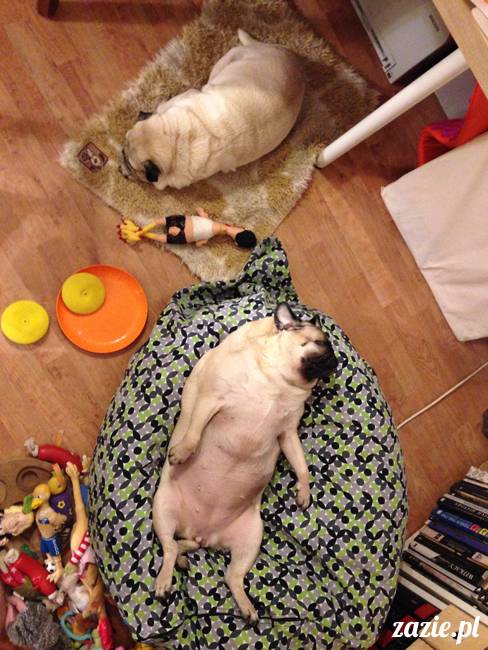 kumok_i_miszur_mopsiki_zazie_30