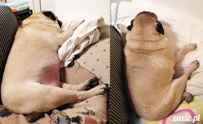 kumok_i_miszur_mopsiki_zazie_31