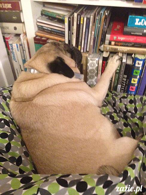 kumok_i_miszur_mopsiki_zazie_32