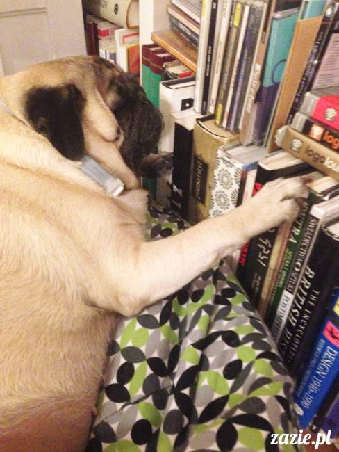 kumok_i_miszur_mopsiki_zazie_33