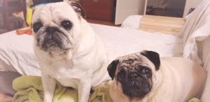 domowy chów prosiąt: dużo fotek, dużo filmików, dużo MOPSIKÓW!