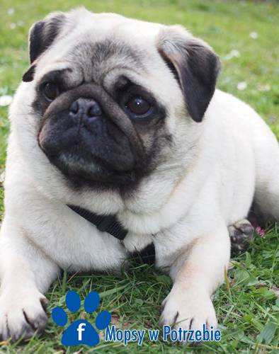 mops_cdo_adopcji_lusia_01