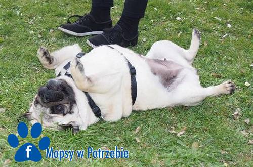 mops_cdo_adopcji_lusia_02
