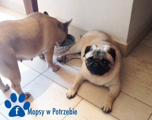 mops_cdo_adopcji_lusia_03