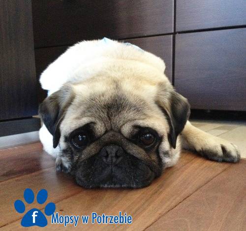 mops_cdo_adopcji_lusia_04
