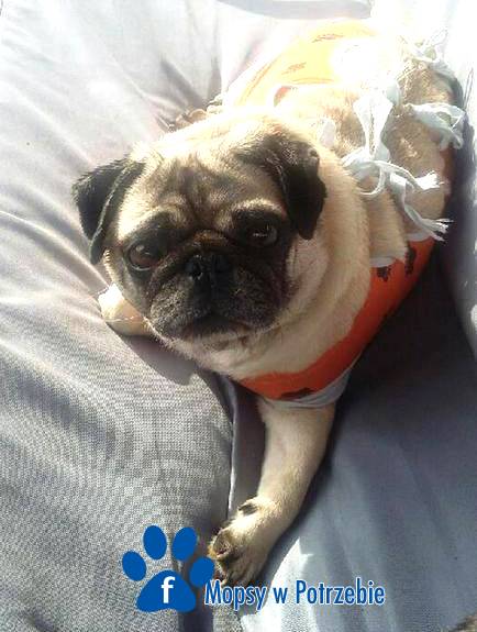 mops_do_adopcji_nikusia_01