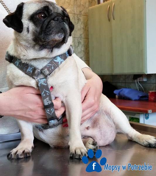 mops_do_adopcji_nikusia_02