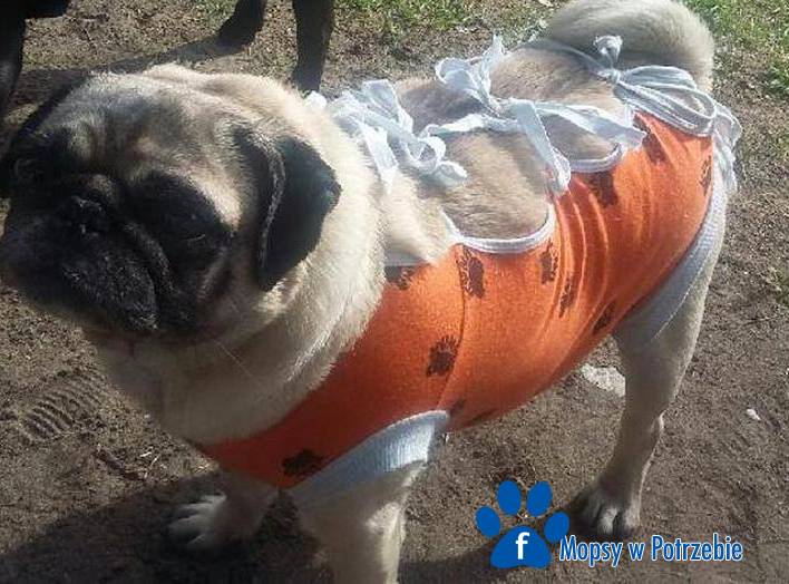 mops_do_adopcji_nikusia_03