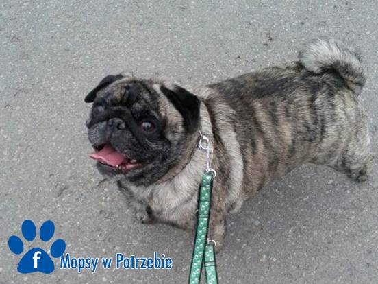 mops_do_adopcji_wojtus_01