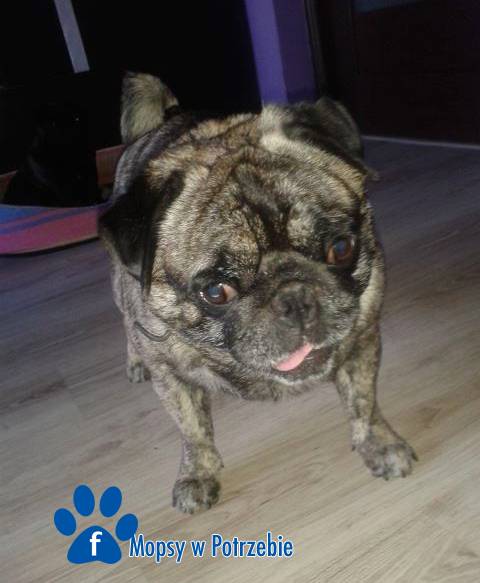 mops_do_adopcji_wojtus_02