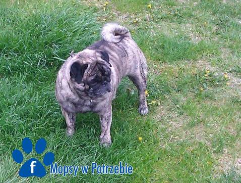 mops_do_adopcji_wojtus_03