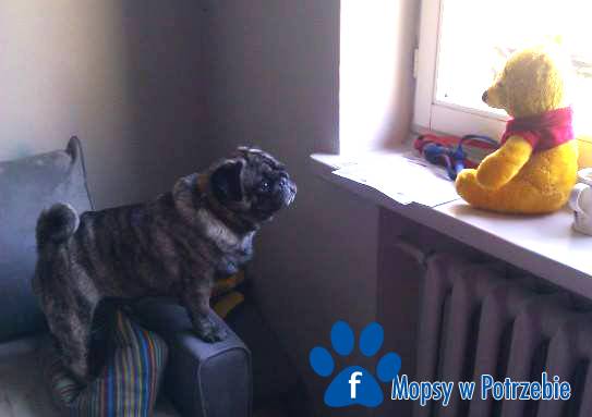 mops_do_adopcji_wojtus_04