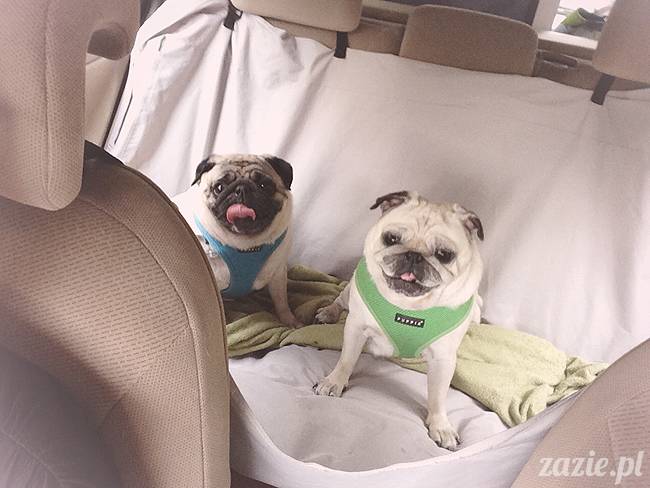 czerwcowe wakacje we Wrocławiu, Syd i Zaz oraz mopsiki Kumok i Miszur