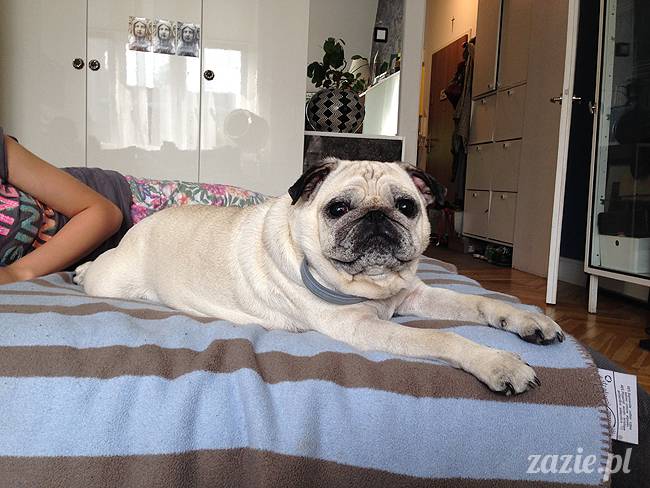 czerwcowe wakacje we Wrocławiu, Syd i Zaz oraz mopsiki Kumok i Miszur