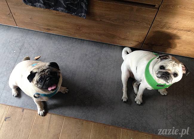 czerwcowe wakacje we Wrocławiu, Syd i Zaz oraz mopsiki Kumok i Miszur