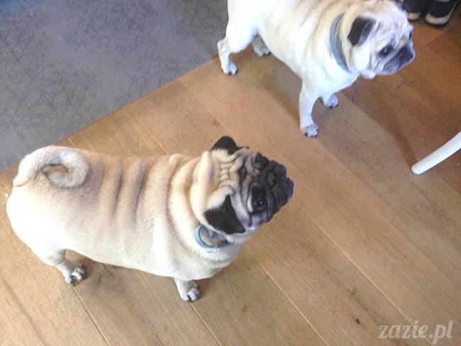 czerwcowe wakacje we Wrocławiu, Syd i Zaz oraz mopsiki Kumok i Miszur