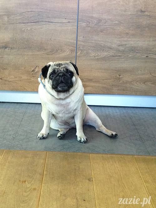 czerwcowe wakacje we Wrocławiu, Syd i Zaz oraz mopsiki Kumok i Miszur