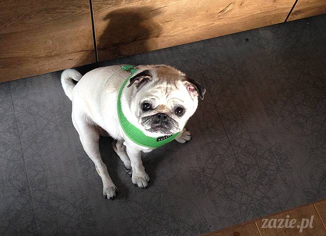 czerwcowe wakacje we Wrocławiu, Syd i Zaz oraz mopsiki Kumok i Miszur