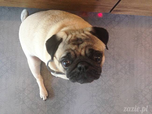 czerwcowe wakacje we Wrocławiu, Syd i Zaz oraz mopsiki Kumok i Miszur