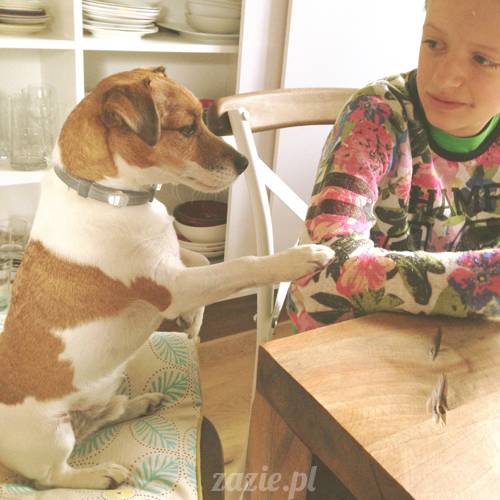 czerwcowe wakacje we Wrocławiu, Syd i Zaz oraz mopsiki Kumok i Miszur