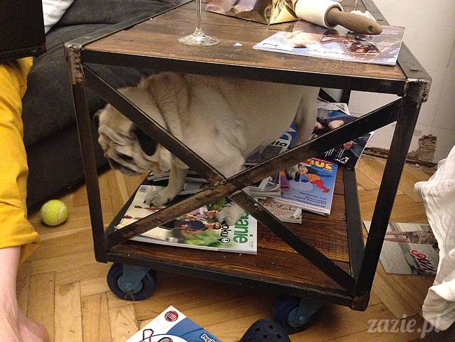 czerwcowe wakacje we Wrocławiu, Syd i Zaz oraz mopsiki Kumok i Miszur