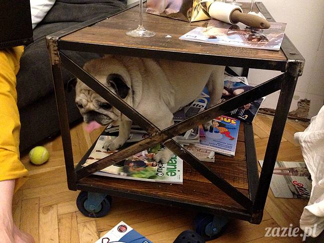 czerwcowe wakacje we Wrocławiu, Syd i Zaz oraz mopsiki Kumok i Miszur