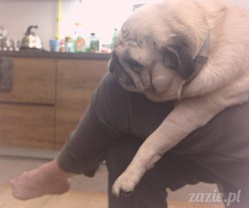 czerwcowe wakacje we Wrocławiu, Syd i Zaz oraz mopsiki Kumok i Miszur