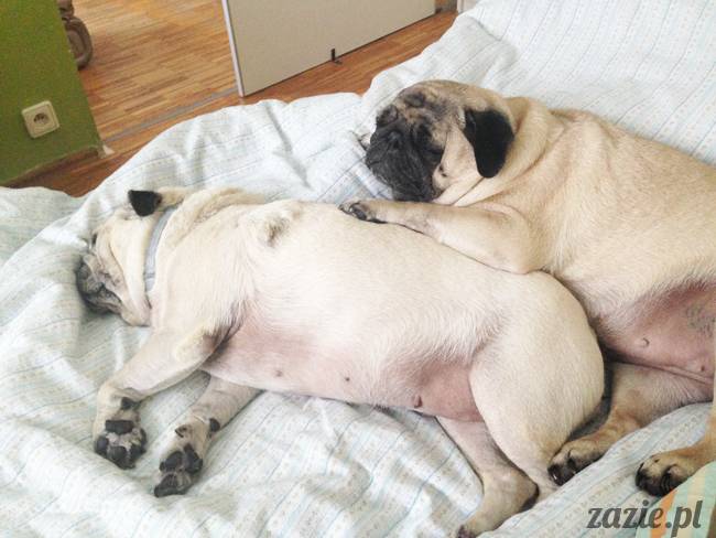 czerwcowe wakacje we Wrocławiu, Syd i Zaz oraz mopsiki Kumok i Miszur