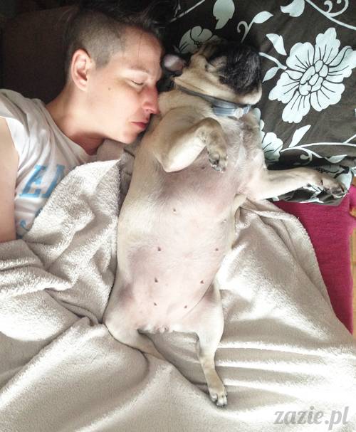 czerwcowe wakacje we Wrocławiu, Syd i Zaz oraz mopsiki Kumok i Miszur