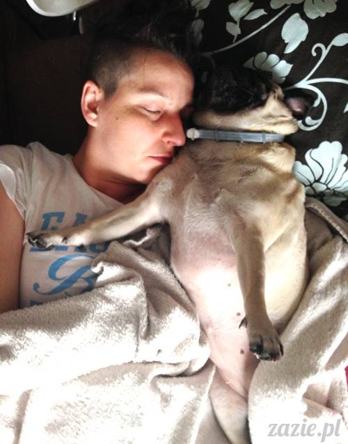 czerwcowe wakacje we Wrocławiu, Syd i Zaz oraz mopsiki Kumok i Miszur