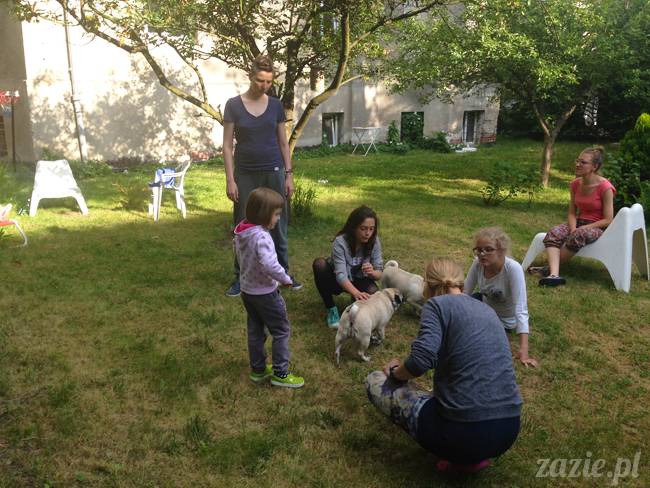 czerwcowe wakacje we Wrocławiu, Syd i Zaz oraz mopsiki Kumok i Miszur