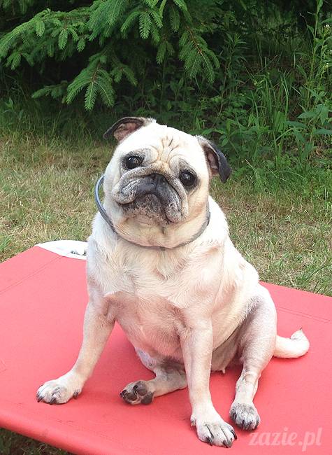 czerwcowe wakacje we Wrocławiu, Syd i Zaz oraz mopsiki Kumok i Miszur