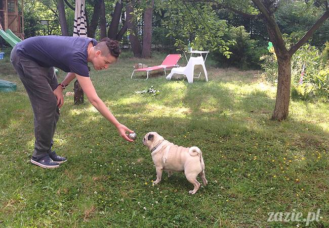 czerwcowe wakacje we Wrocławiu, Syd i Zaz oraz mopsiki Kumok i Miszur