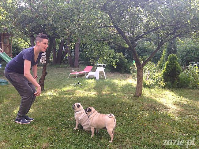 czerwcowe wakacje we Wrocławiu, Syd i Zaz oraz mopsiki Kumok i Miszur