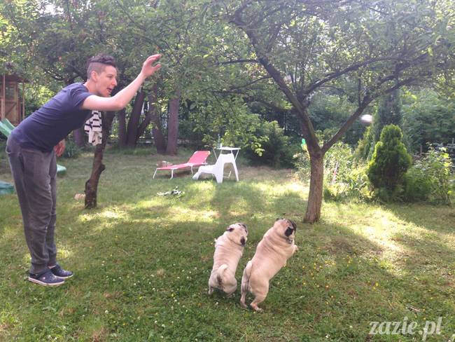 czerwcowe wakacje we Wrocławiu, Syd i Zaz oraz mopsiki Kumok i Miszur