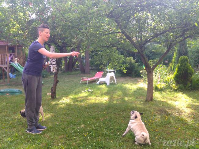 czerwcowe wakacje we Wrocławiu, Syd i Zaz oraz mopsiki Kumok i Miszur