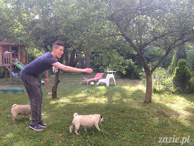 czerwcowe wakacje we Wrocławiu, Syd i Zaz oraz mopsiki Kumok i Miszur