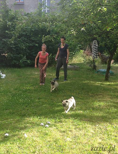 czerwcowe wakacje we Wrocławiu, Syd i Zaz oraz mopsiki Kumok i Miszur