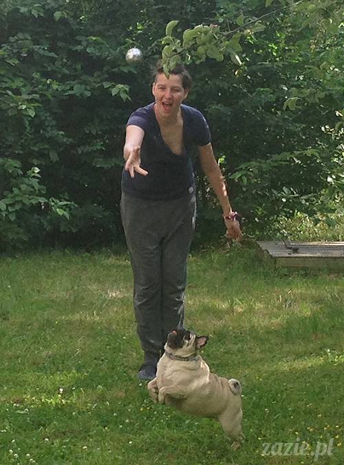 czerwcowe wakacje we Wrocławiu, Syd i Zaz oraz mopsiki Kumok i Miszur