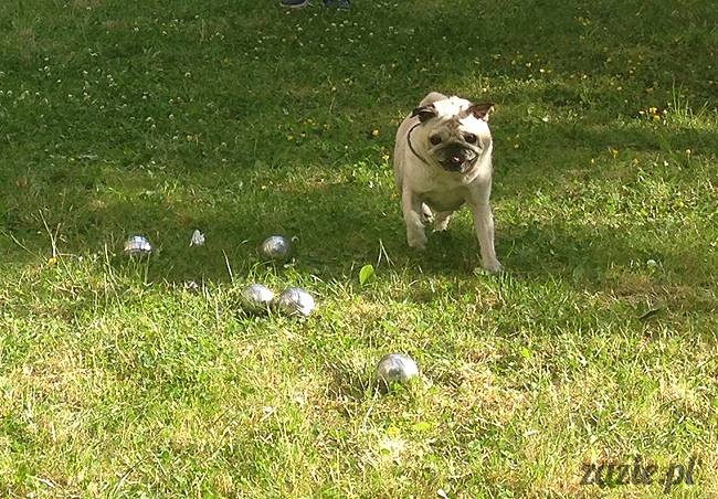 czerwcowe wakacje we Wrocławiu, Syd i Zaz oraz mopsiki Kumok i Miszur