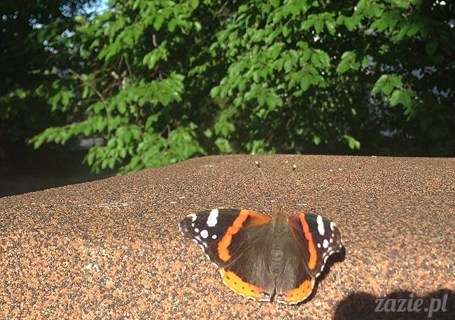 czerwcowe wakacje we Wrocławiu, Syd i Zaz oraz mopsiki Kumok i Miszur