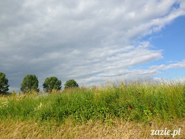 czerwcowe wakacje we Wrocławiu, Syd i Zaz oraz mopsiki Kumok i Miszur