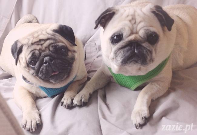 czerwcowe wakacje we Wrocławiu, Syd i Zaz oraz mopsiki Kumok i Miszur