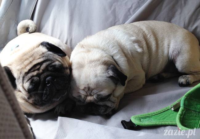 czerwcowe wakacje we Wrocławiu, Syd i Zaz oraz mopsiki Kumok i Miszur