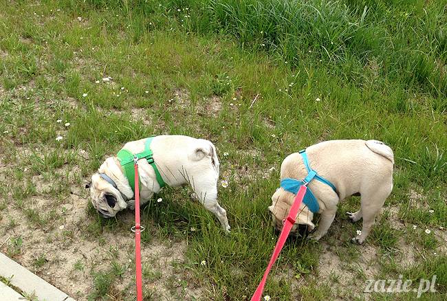 czerwcowe wakacje we Wrocławiu, Syd i Zaz oraz mopsiki Kumok i Miszur