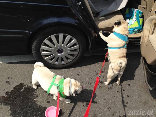 czerwcowe wakacje we Wrocławiu, Syd i Zaz oraz mopsiki Kumok i Miszur